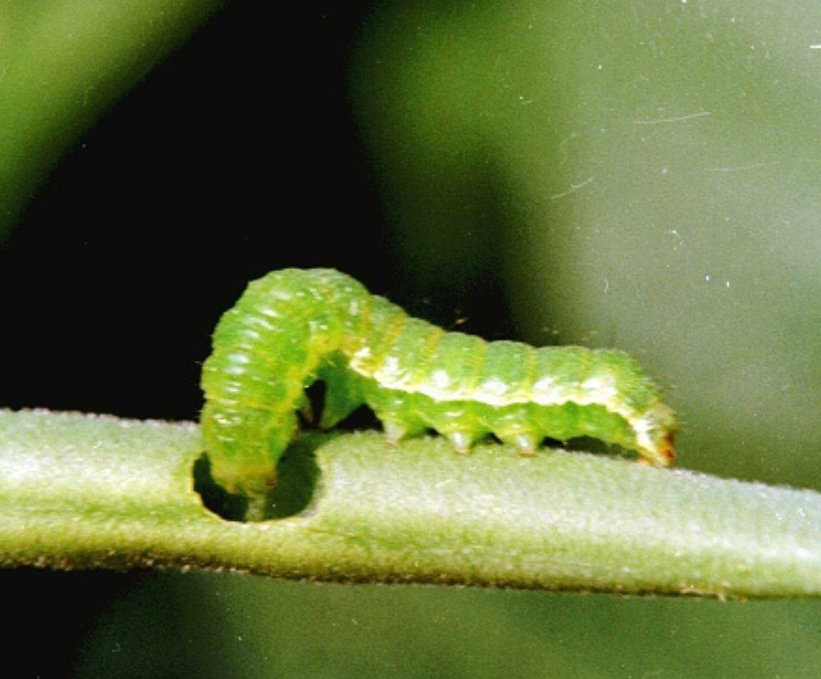 corn worm